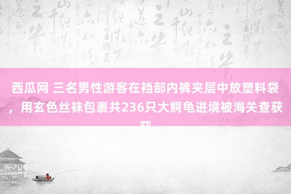 西瓜网 三名男性游客在裆部内裤夹层中放塑料袋，用玄色丝袜包裹共236只大鳄龟进境被海关查获